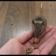 Illustration for article titled Watch These Mighty Mice Perform Amazing Tricks, Be Extremely Agile and Adorable
